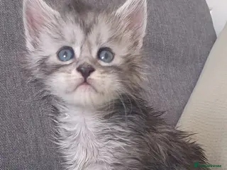 Maine Coon cats Tica registered Maine Coons - Advert 9