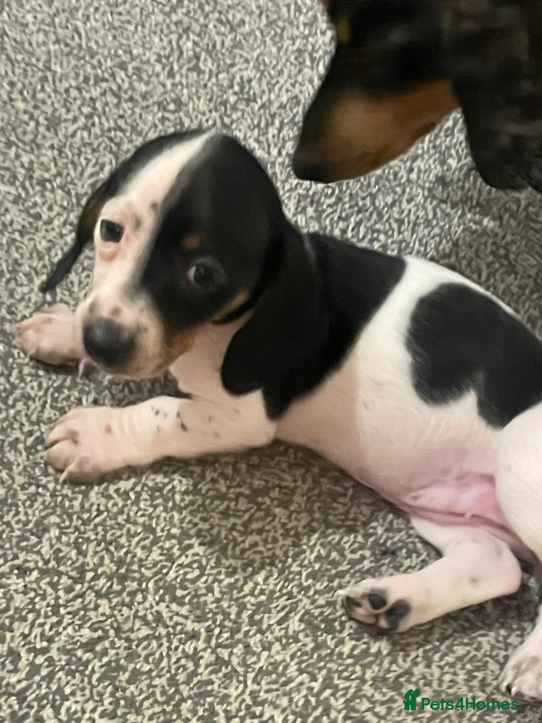 Dachshund dogs for sale: Daucshaund Puppies  - Advert 2