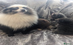 Pomeranian dogs for sale: Pomeranian puppies mixed colours  - Image 19