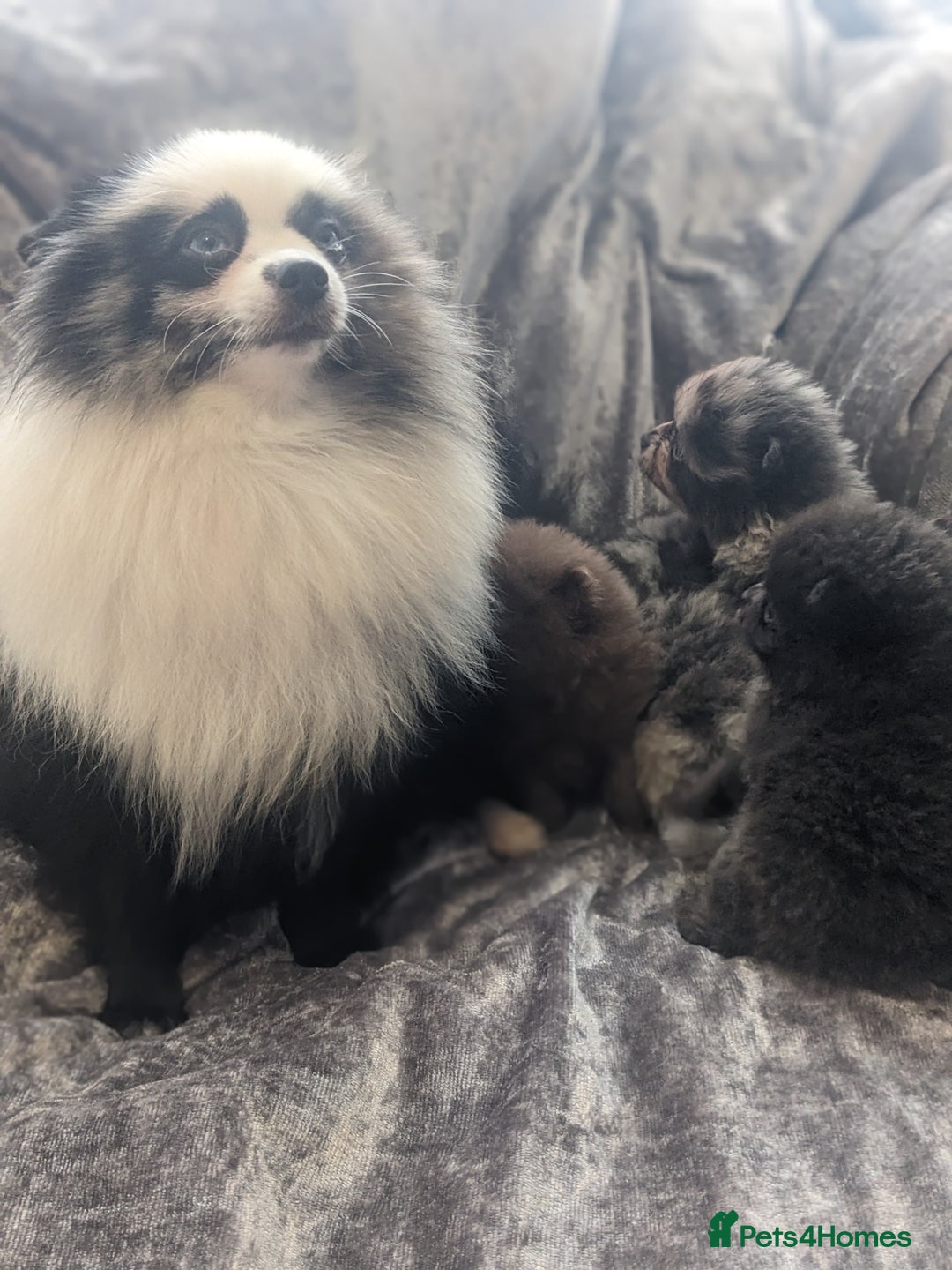 Pomeranian dogs for sale: Pomeranian puppies mixed colours  - Image 19
