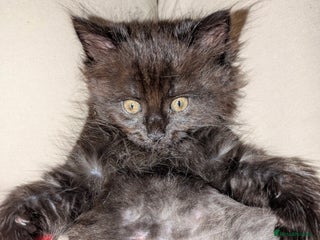 Domestic Shorthair cats - Advert 7