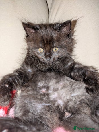 Domestic Shorthair cats - Advert 15