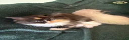 Ragdoll cats for sale: 75% Fabulously “Ragdoll” kittens  - Advert 8