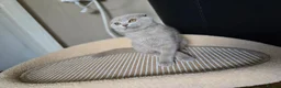 Scottish Fold cats for sale: scottish fold lilac and  blue straight female  - Advert 16