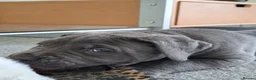 Cane Corso dogs for sale: Exceptional Full Pedigree Cane Corso Puppies - Advert 23