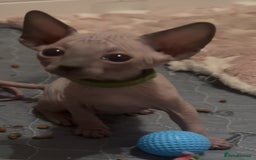 Sphynx cats for sale: Sphinx kittens for sale. Born 06/10/2025 - Image 4