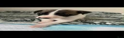 Whippet dogs for sale: One stunning pedigree whippet boy left  - Advert 19