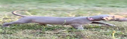 Weimaraner dogs for sale: Handsome male KC Registered Weimaraner pups  - Advert 33