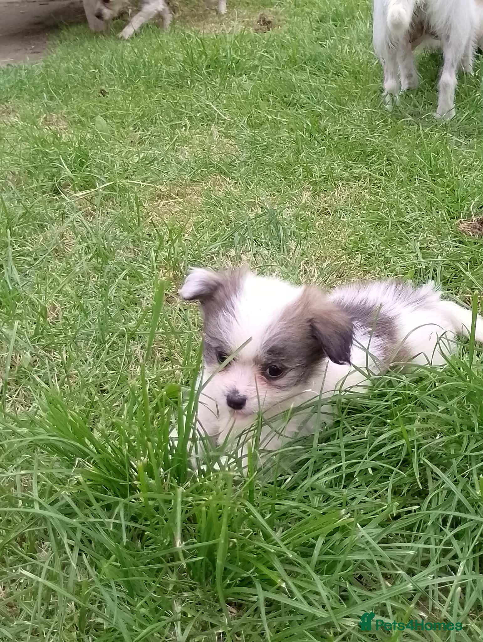 Mixed Breed dogs Adorable fluffy Maltese x jack  - Advert 1