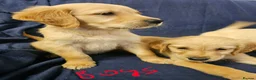 Golden Retriever dogs for sale: Golden retriever puppies in Seaham - Advert 8