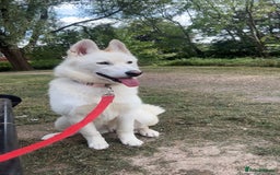 Siberian Husky dogs for sale: Girl Siberian husky  - Advert 3