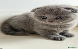 Scottish Fold cats for sale: Adorable 2 Scottish Fold and 1 Scottish straight  - Image 4