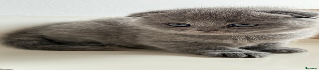 Scottish Fold Kitten 3