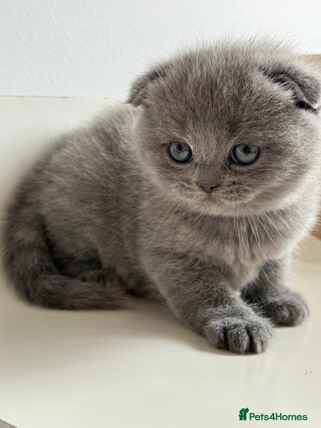 Scottish Fold cats for sale: Adorable 2 Scottish Fold and 1 Scottish straight  - Image 4