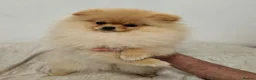 Pomeranian dogs for sale: Beautiful Stunning Loving Pomeranian Puppies  - Advert 2