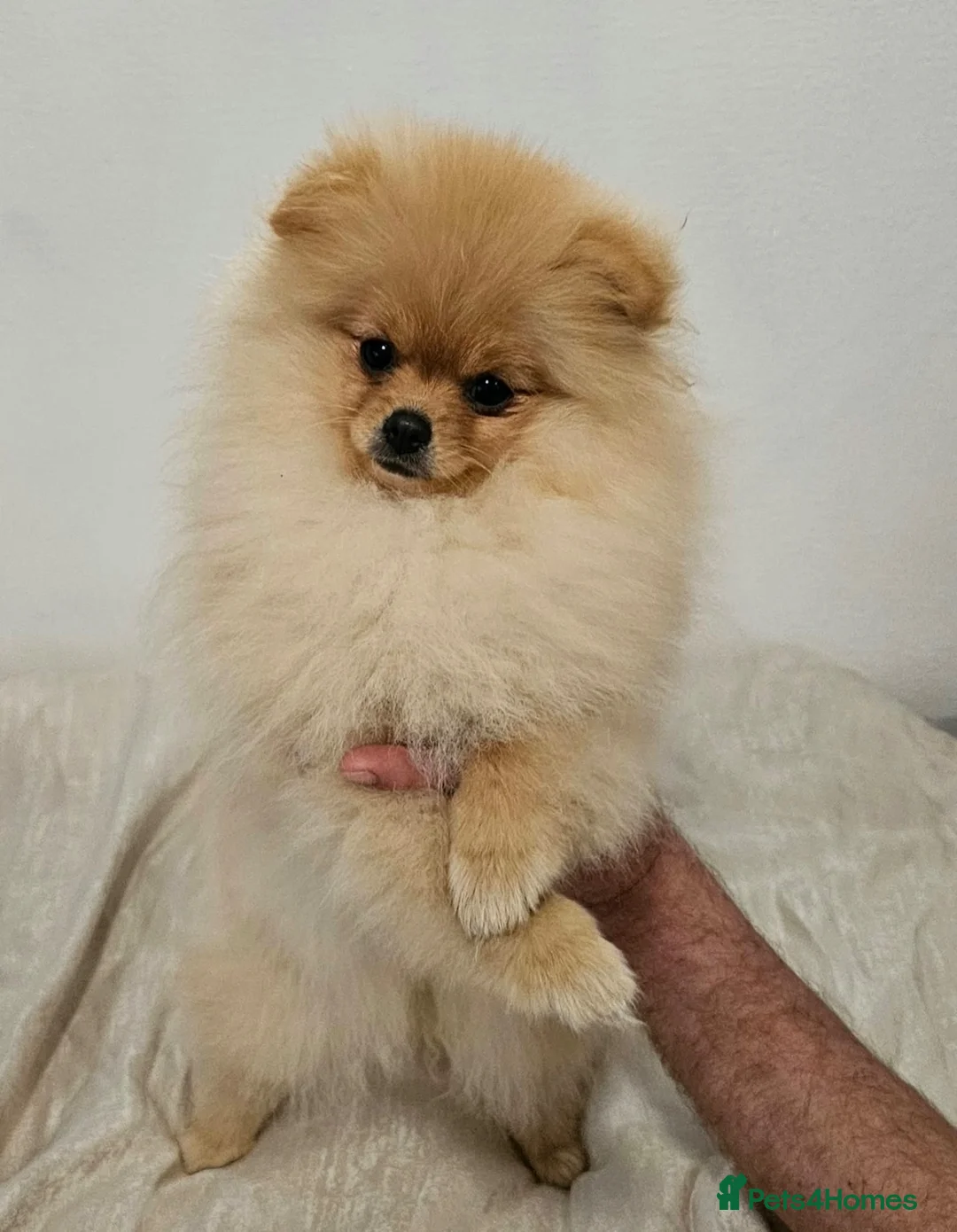 Pomeranian dogs for sale: Beautiful Stunning Loving Pomeranian Puppies  - Advert 2