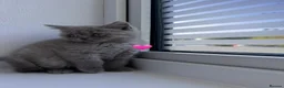 Scottish Fold cats for sale: Beautiful Scottish Fold and Scottish Straight 🐾 - Advert 20