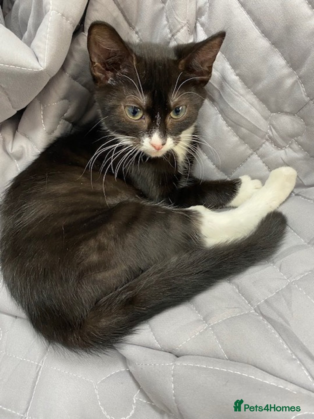 Bengal cats for sale: Beautiful female black and white kittenn - Image 4