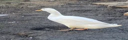 Ducks poultry for sale: Pekin male ducks - Advert 1