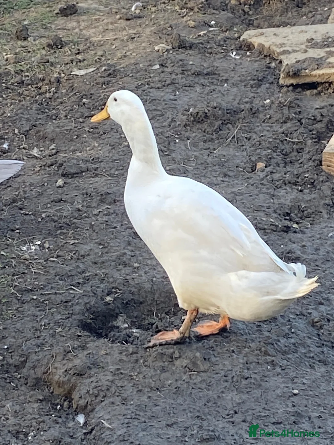 Ducks poultry for sale: Pekin male ducks - Advert 1
