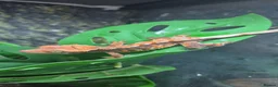 Gecko reptiles for sale: Baby gargoyle geckos and baby cresties lilys etx - Advert 3