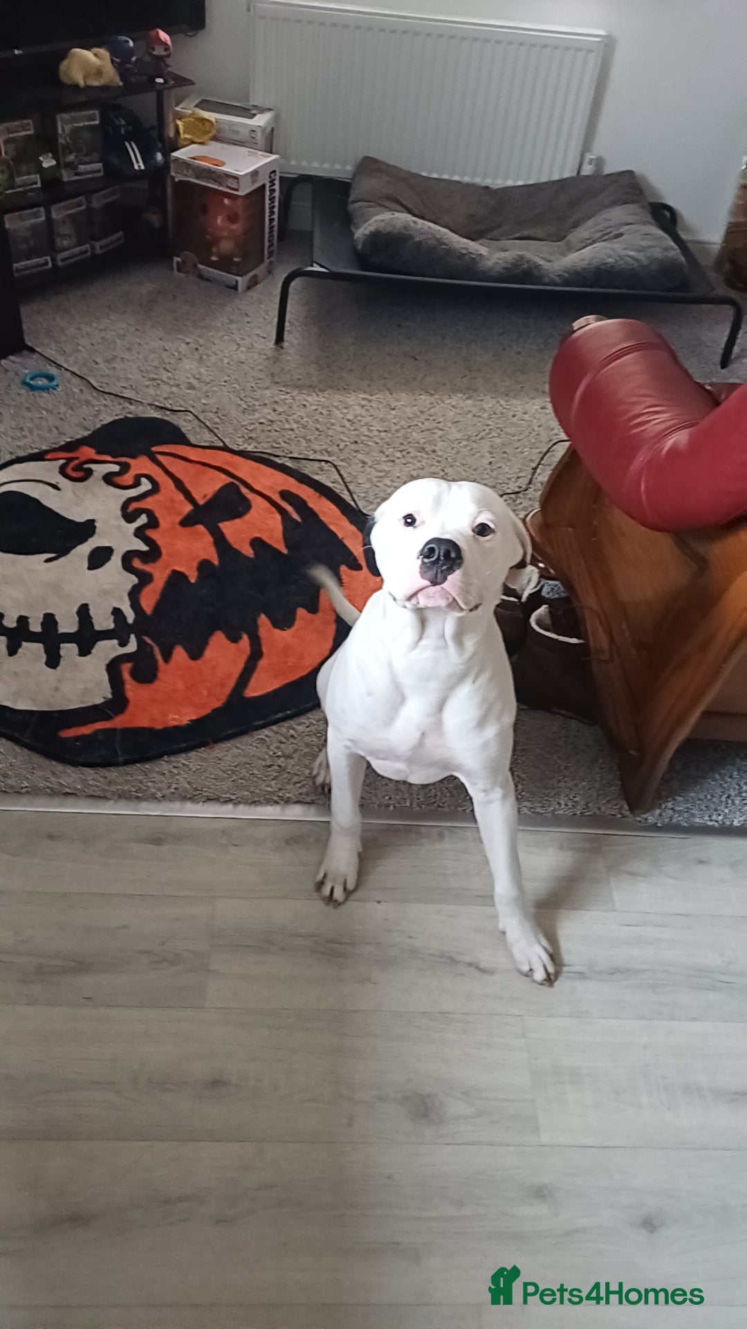 Mixed Breed dogs Zero - American Bully x Staffy - Advert 1