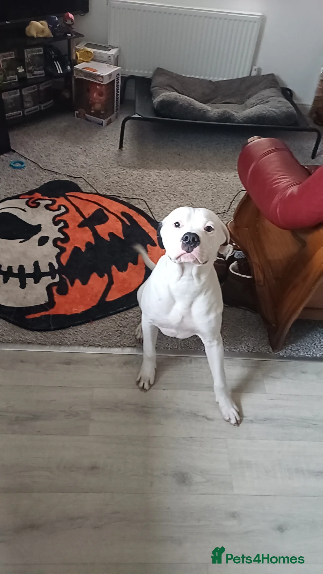 Mixed Breed dogs for sale: Zero - American Bully x Staffy - Advert 1