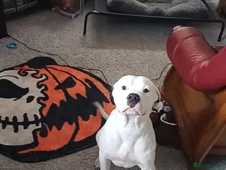 Mixed Breed dogs Zero - American Bully x Staffy - Advert 1