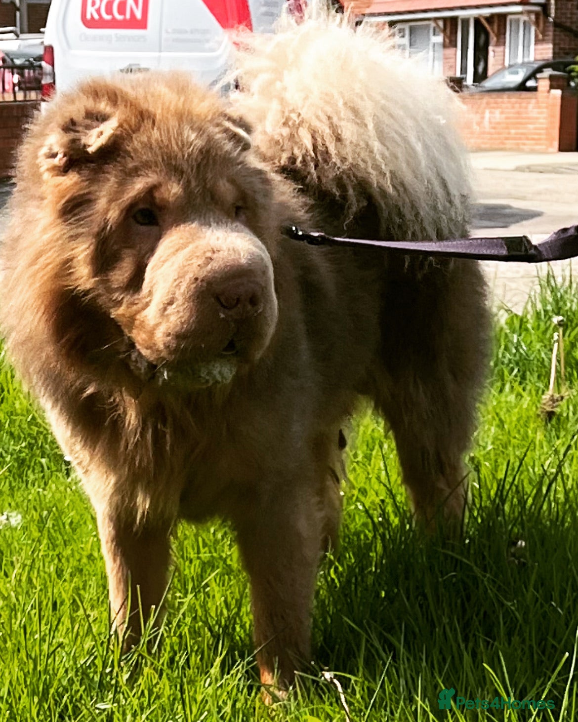 Shar Pei dogs kc reg health tested bva eye tested  in Sunderland - Advert 2