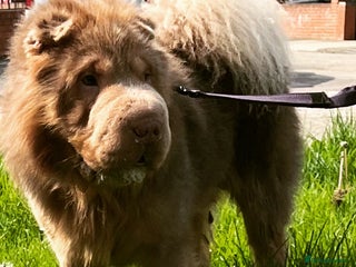 Shar Pei dogs in Sunderland - Advert 1