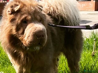 Shar Pei dogs kc reg health tested bva eye tested in Sunderland - Advert 11