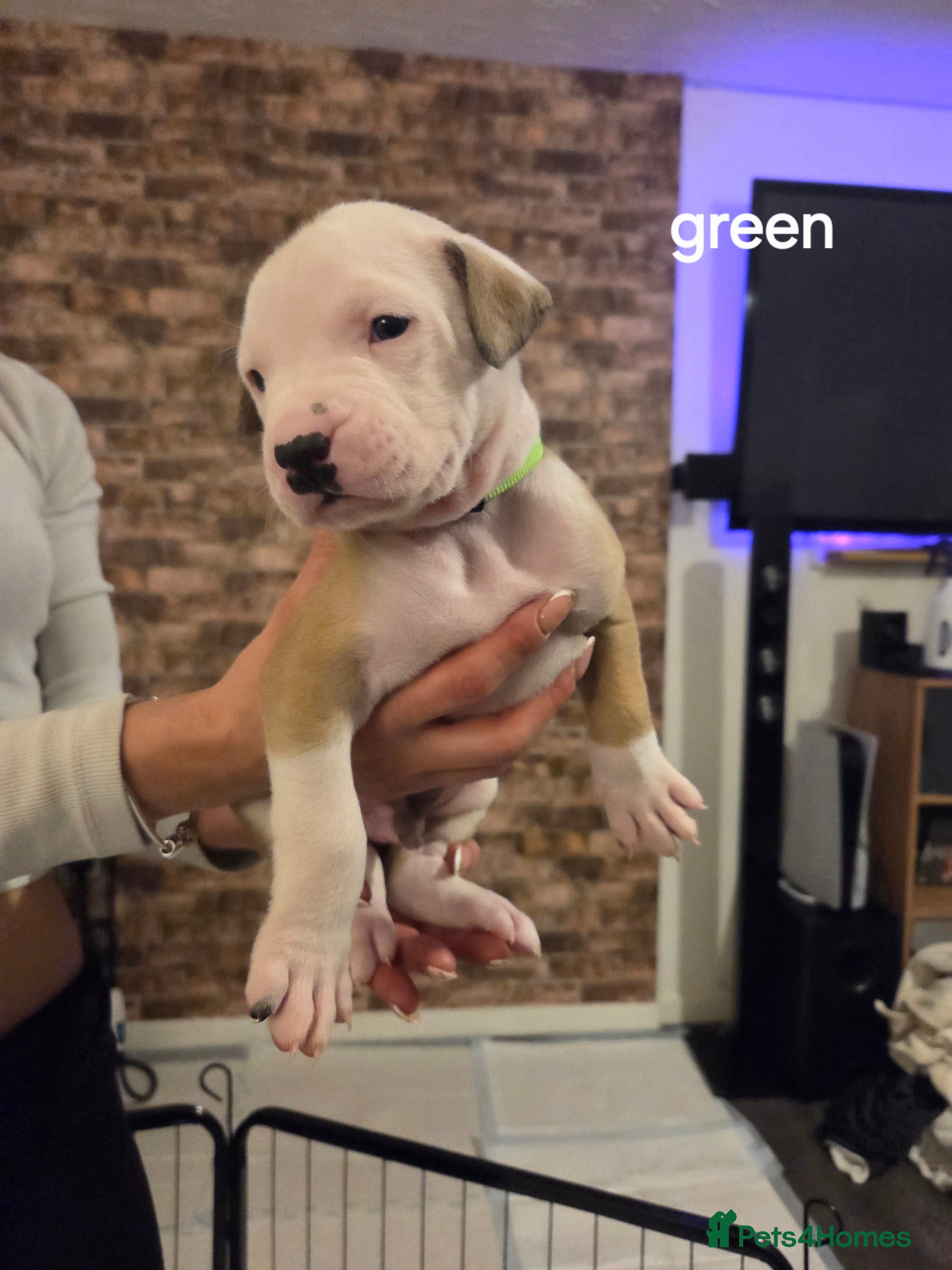 American Bulldog dogs ONLY 5 LEFT NOW AMERICAN BULLDOGS  - Advert 6