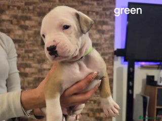 American Bulldog dogs ONLY 5 LEFT NOW AMERICAN BULLDOGS - Advert 6