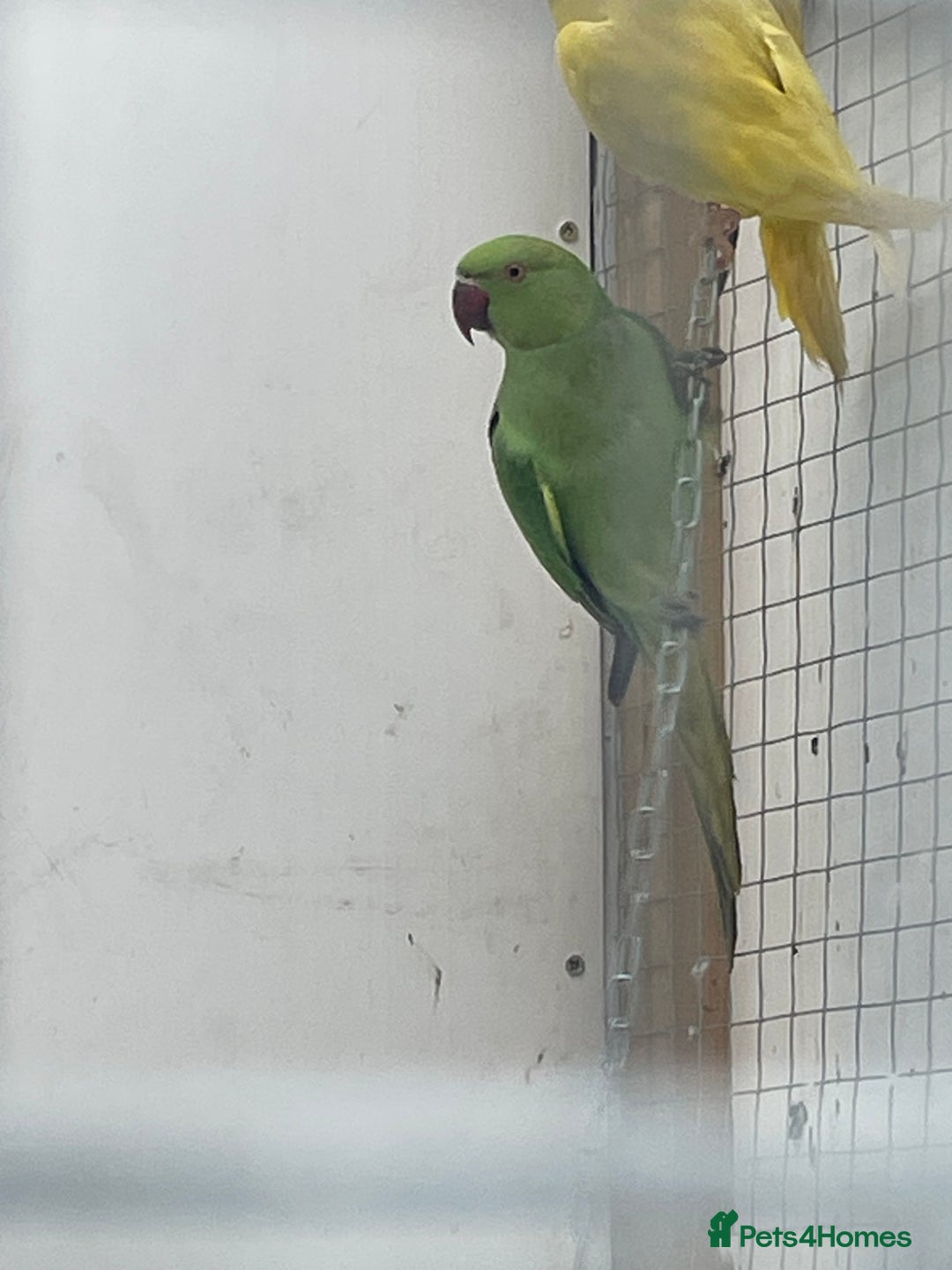 Ringnecks birds for sale: Indian ringneck  - Advert 4