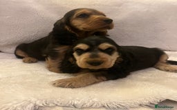 Cocker Spaniel dogs for sale: Adorable KC show type cocker spaniel pups - Image 14