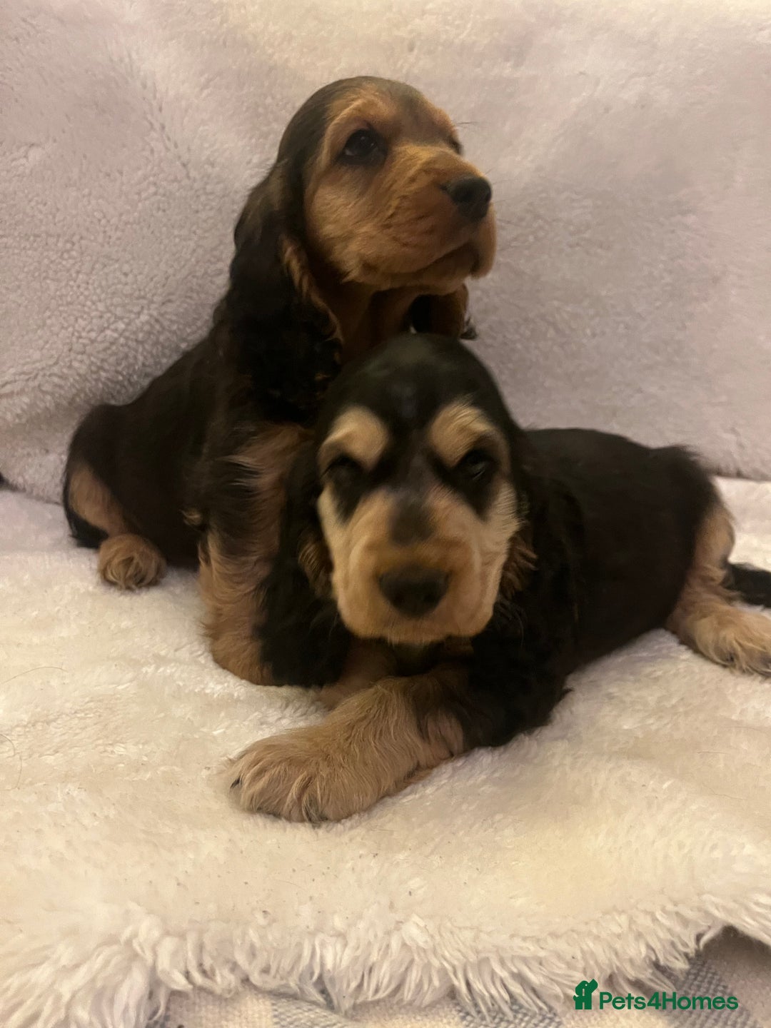 Cocker Spaniel dogs for sale: Adorable KC show type cocker spaniel pups - Image 14