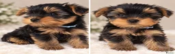 Yorkshire Terrier dogs for sale: 🐾✨  KC Registered Yorkshire Terrier Puppies ✨🐾   - Advert 10