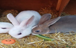 Rex rabbits for sale: Gorgeous mini rex looking for forever homes - Image 4