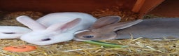 Rex rabbits for sale: Gorgeous mini rex looking for forever homes - Advert 5