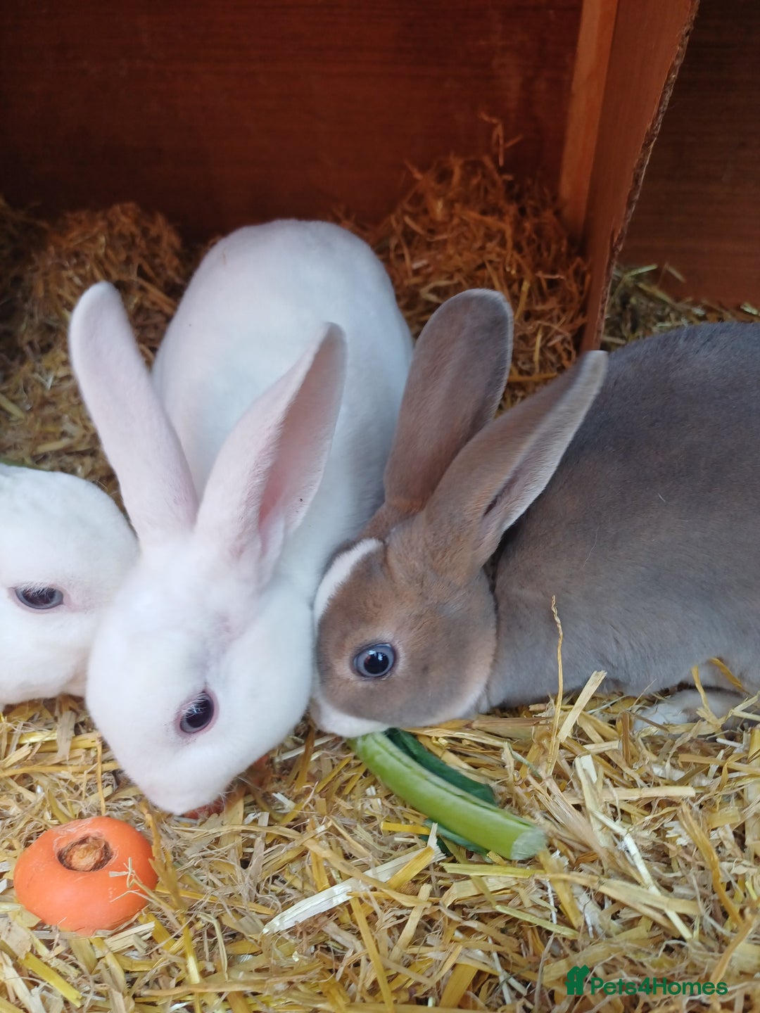 Rex rabbits for sale: Gorgeous mini rex looking for forever homes - Image 4