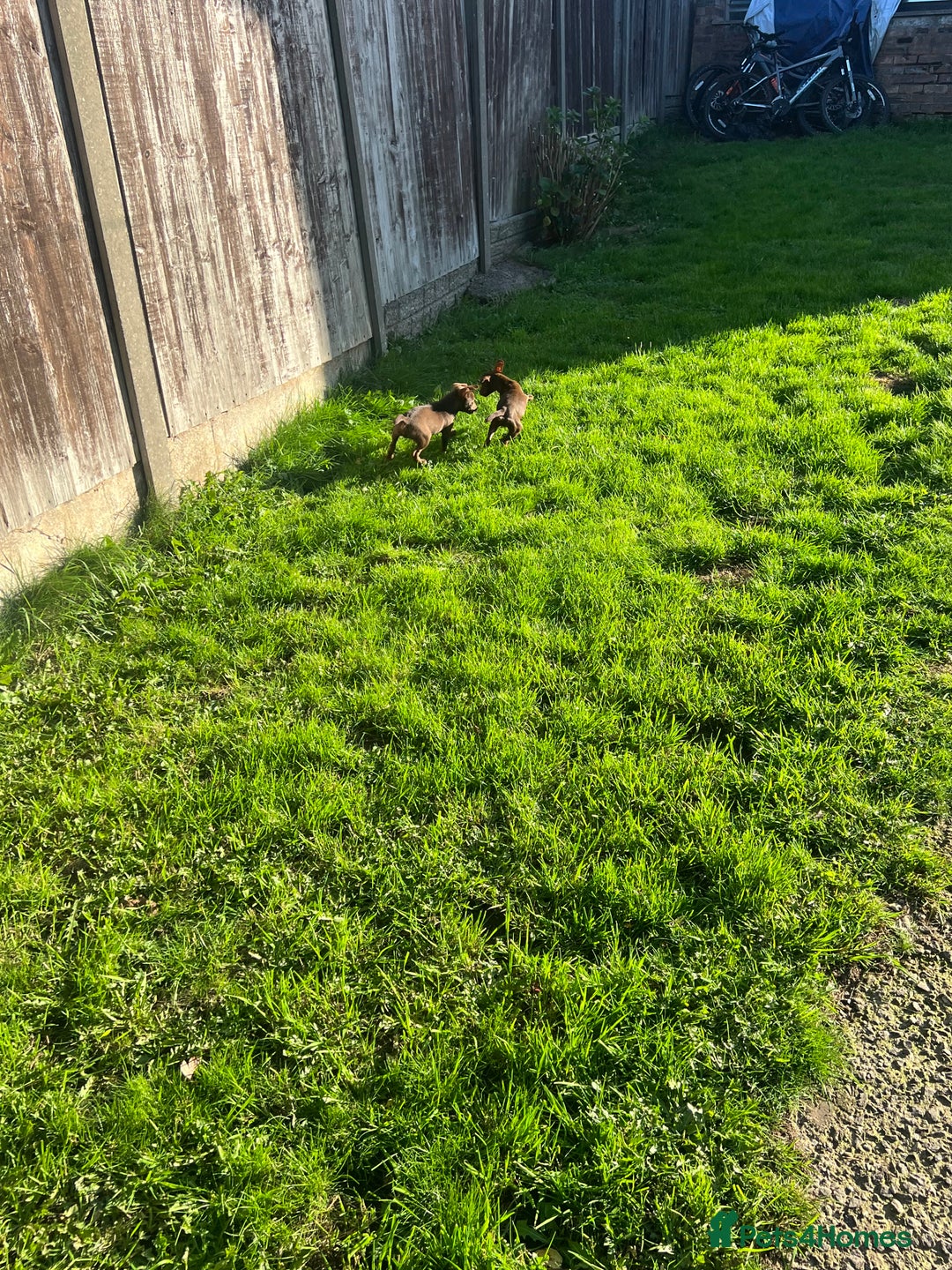 Patterdale Terrier dogs for sale: 3 patterdale terrier pups of working lines  - Image 11
