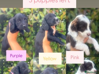 Sprocker dogs 5 beautiful cocker spaniel puppies in St Albans - Advert 2