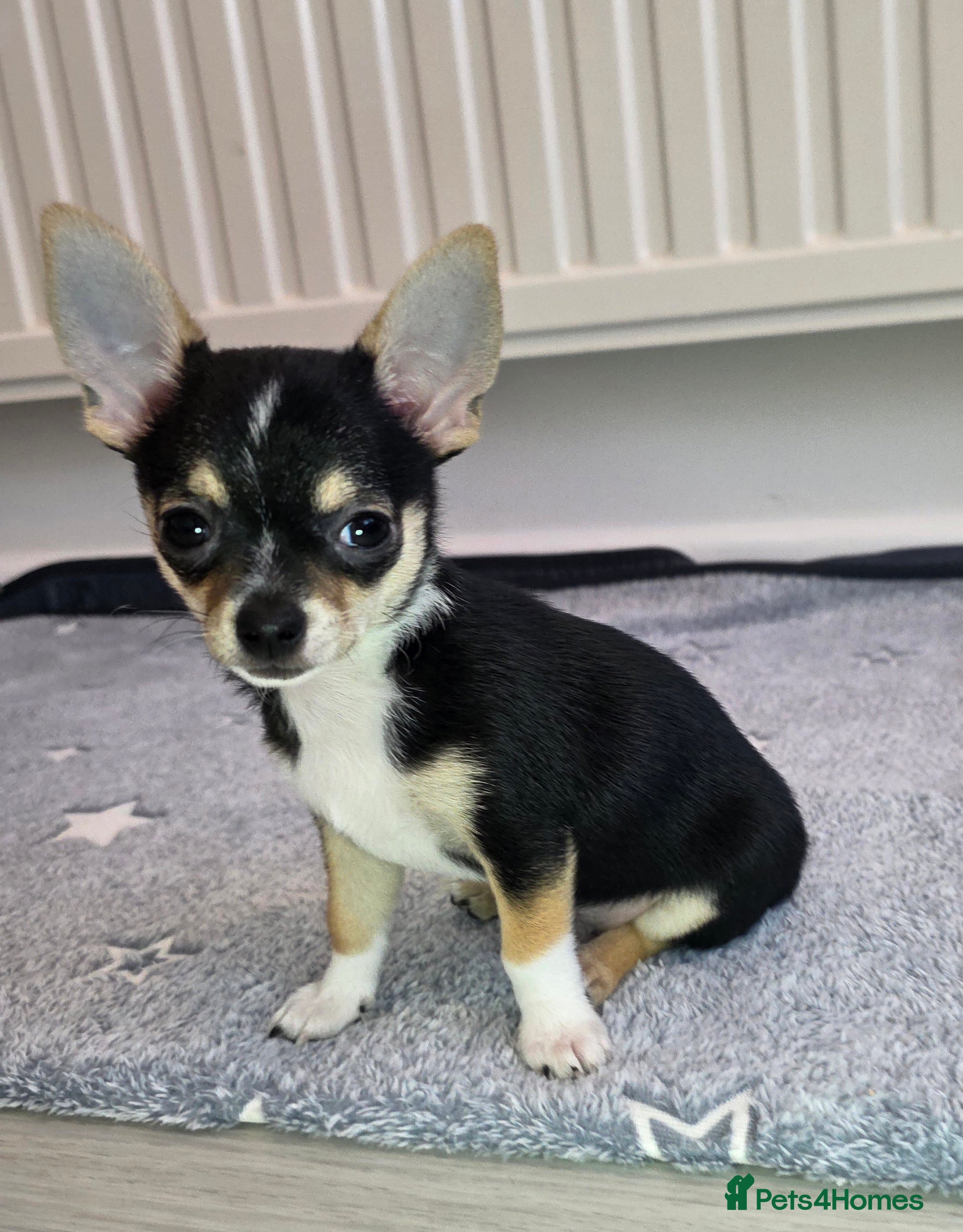 Chihuahua dogs Chihuahua Puppies 20TH  READY TO GO  - Advert 2