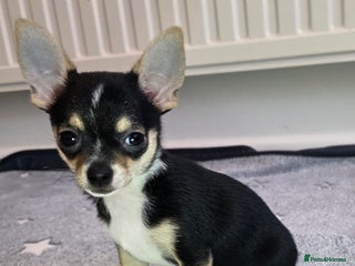 Chihuahua dogs Chihuahua Puppies 20TH READY TO GO - Advert 16