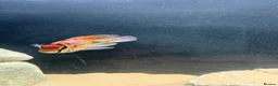 Cichlids fish for sale: Assorted peacock cichlids for sale  in Derby - Advert 3