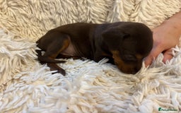 Dobermann dogs for sale: 12 stunning Doberman puppies - Image 22
