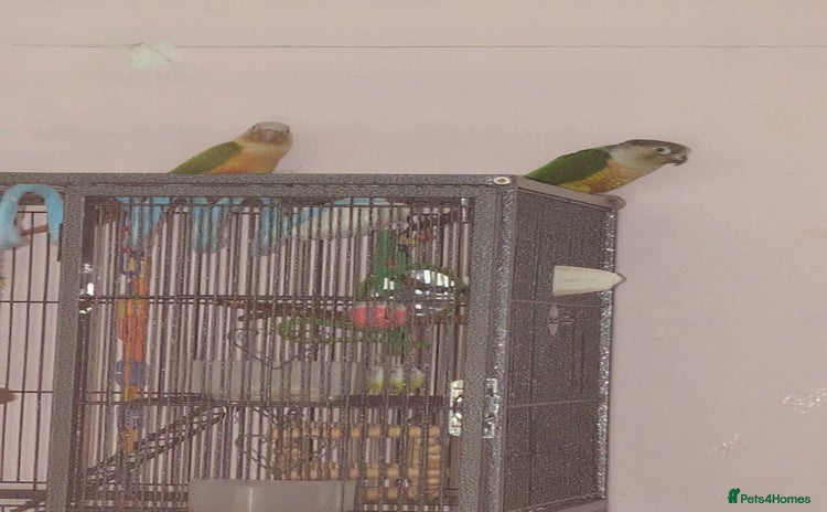Conures birds - Advert 4