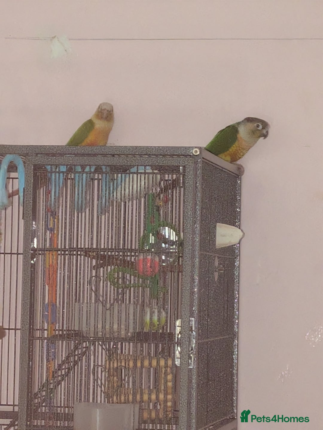 Conures birds for sale: 2 bonded conures  - Image 1