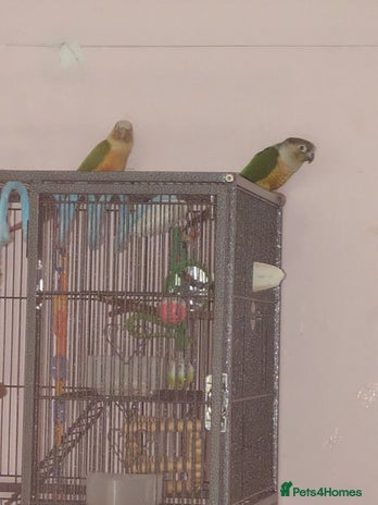 Conures birds - Advert 9
