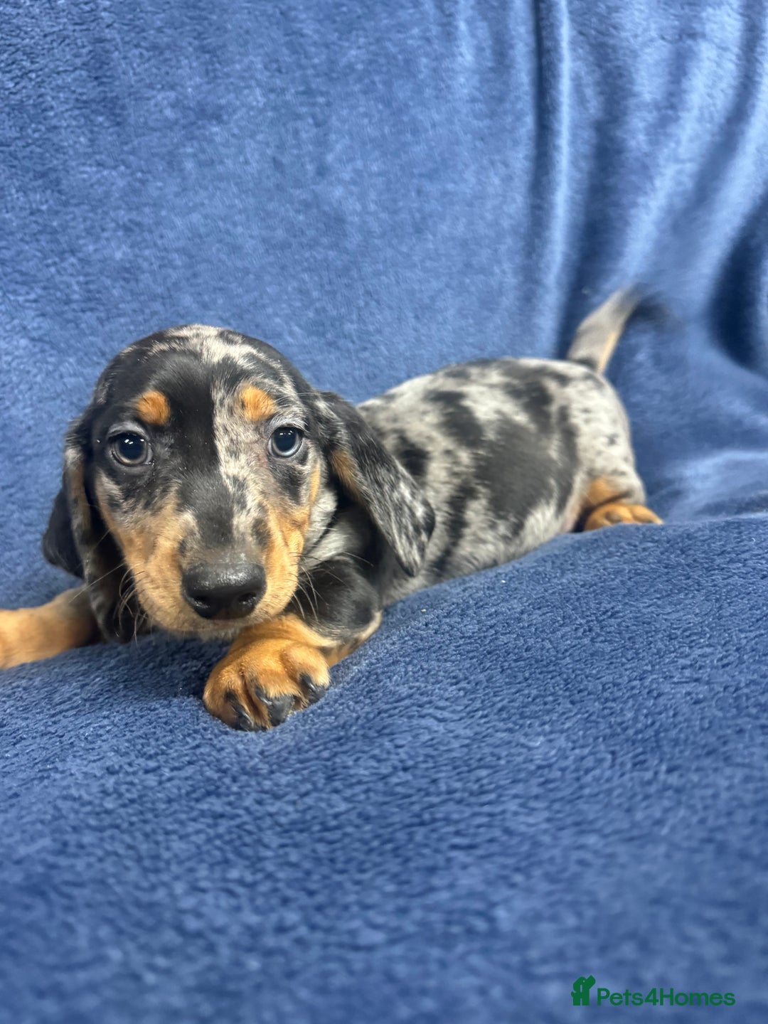 Dachshund dogs for sale: 9 beautiful dachshunds ready too leave in 2 weeks  - Image 9